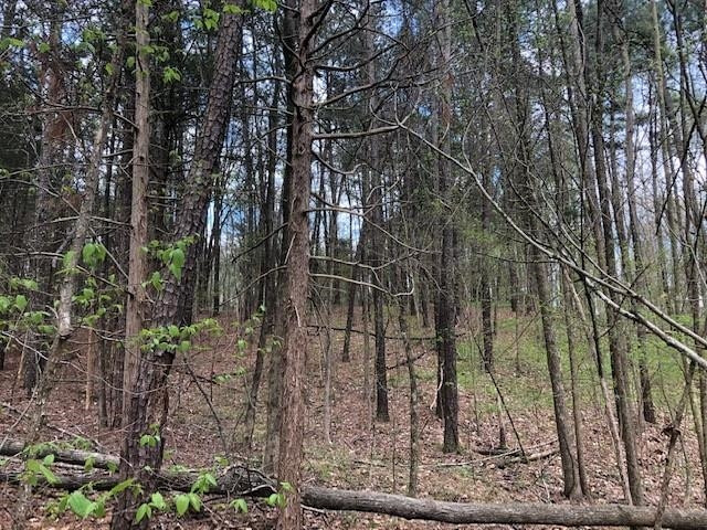 Mixture of Pine & Deciduous Trees