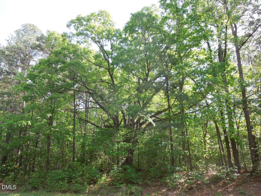 Old White Oak