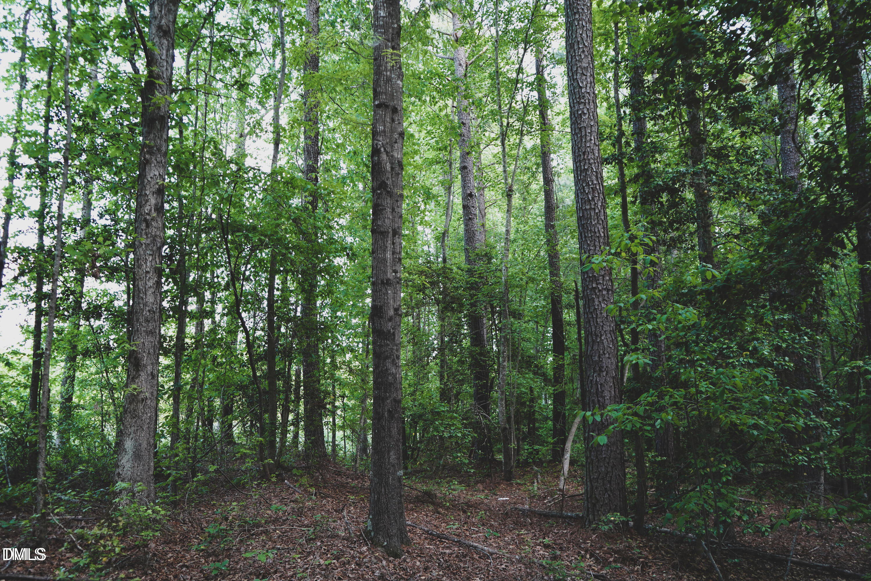 trees1