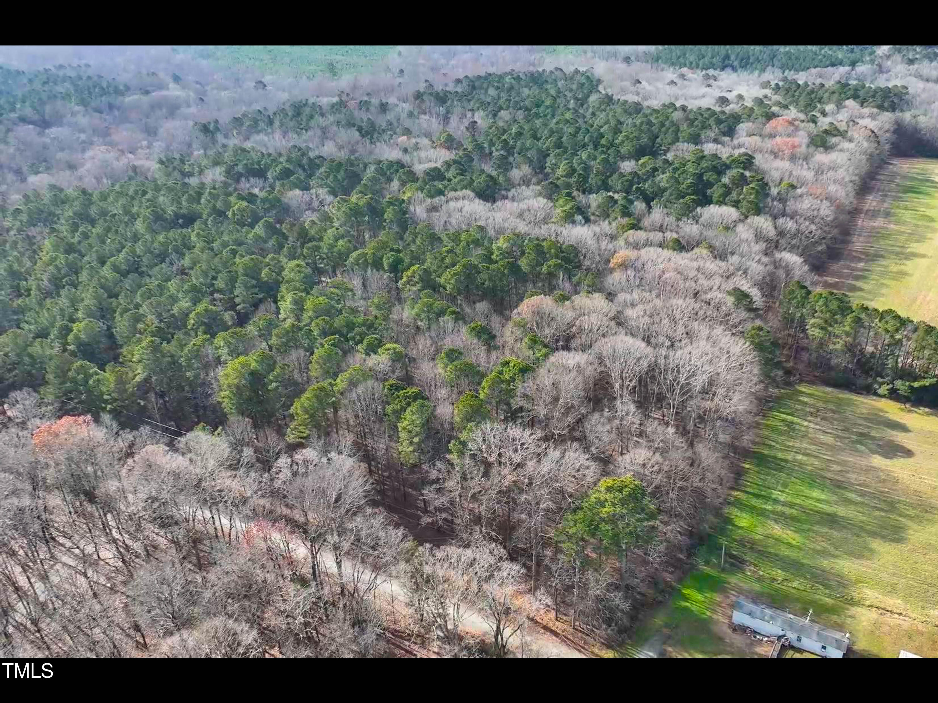 TurkeyBuzzardLn-1