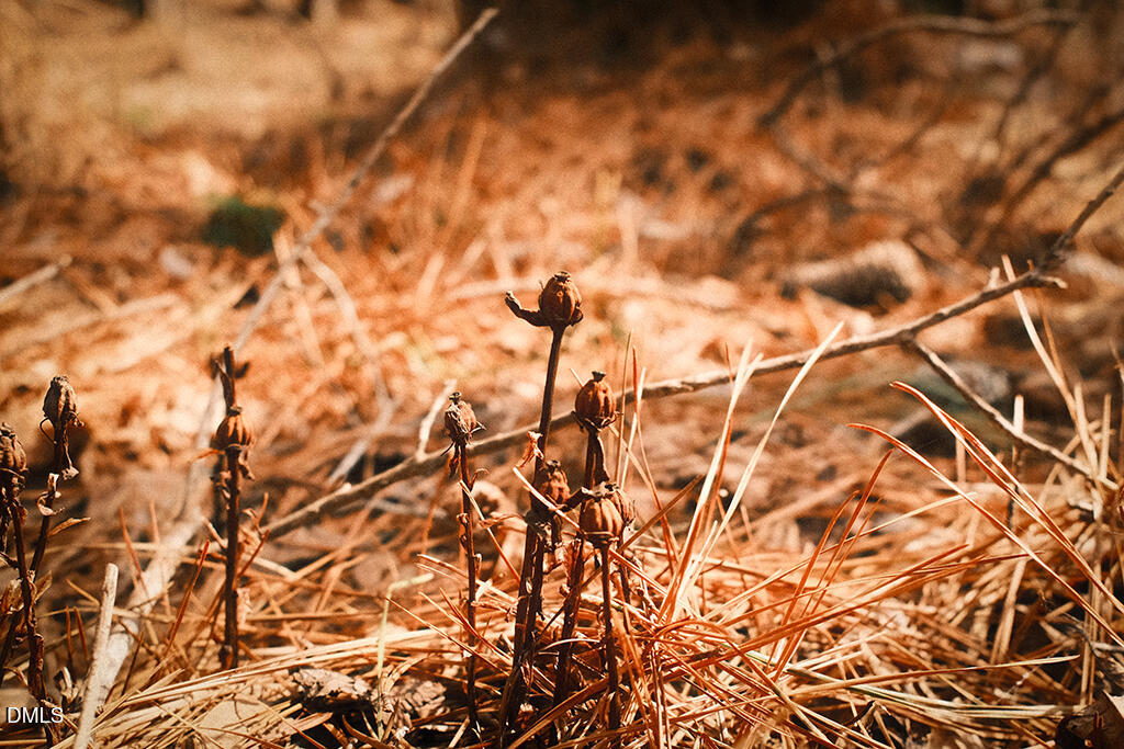 DSCF8712