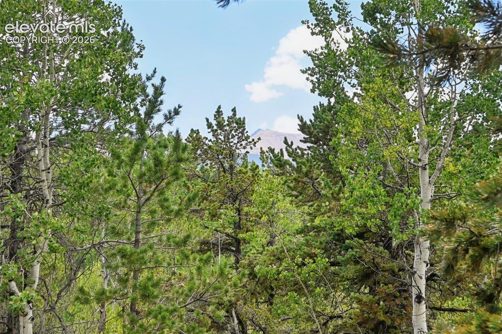 Mature trees with a mountainous backdrop
