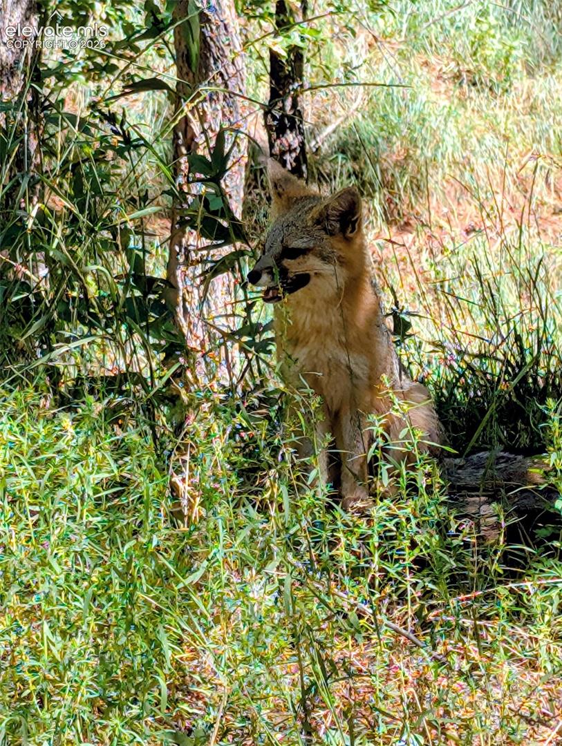 Wildlife sitings from the property