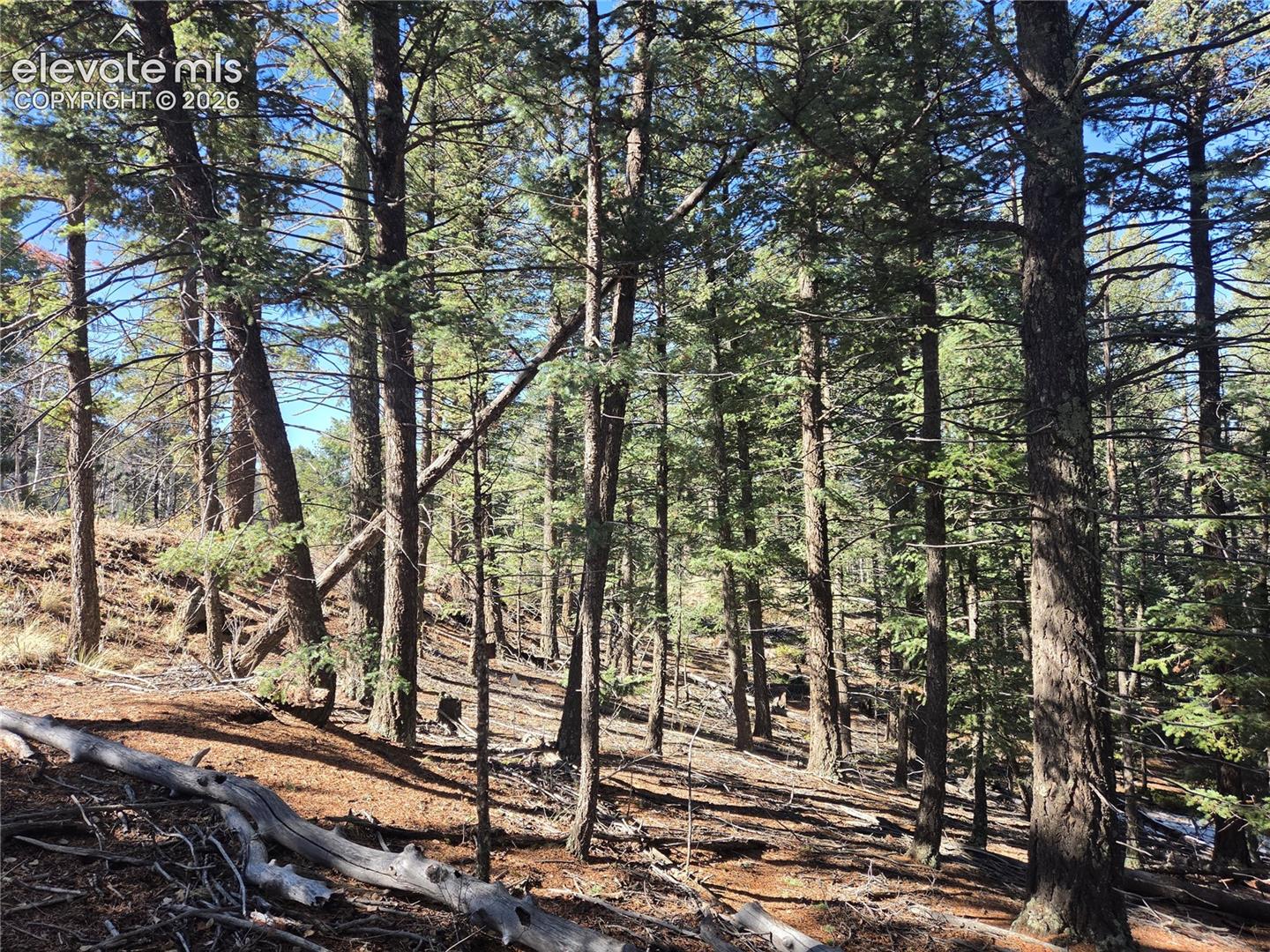 Wooded acreage, peaceful and private