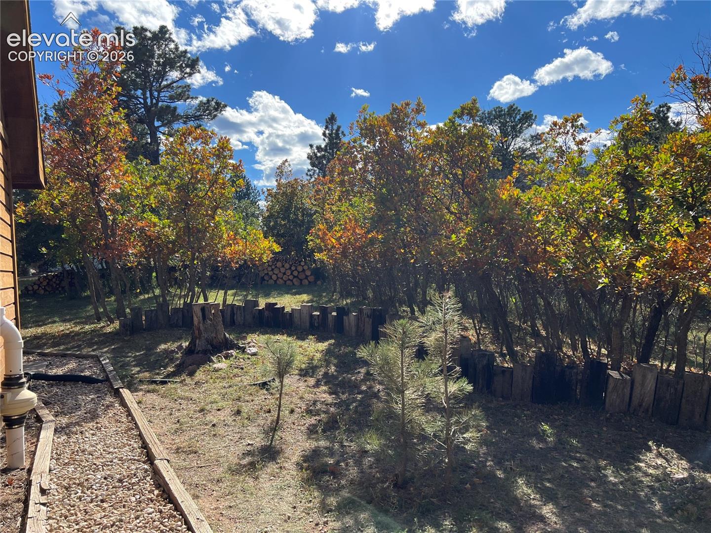 Mature trees with colorful foliage