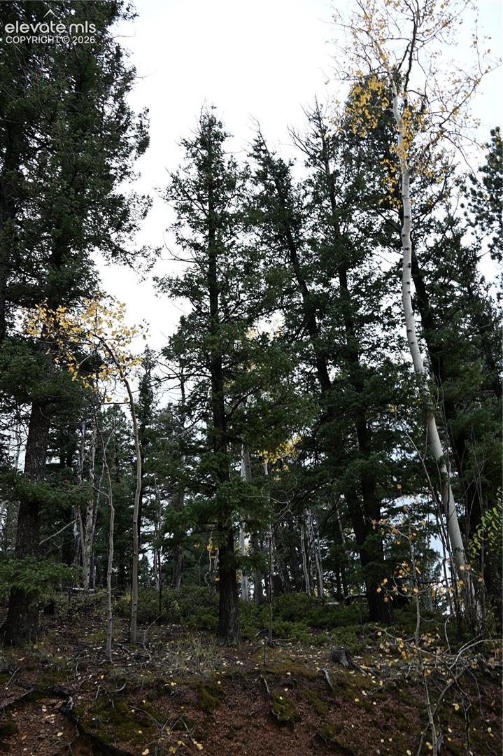 Dense cluster of mature pine and aspen trees on sloping terrain