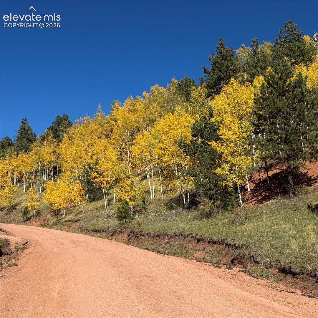 Natural landscape featuring a dirt road, vibrant yellow foliage, and dense evergreen trees