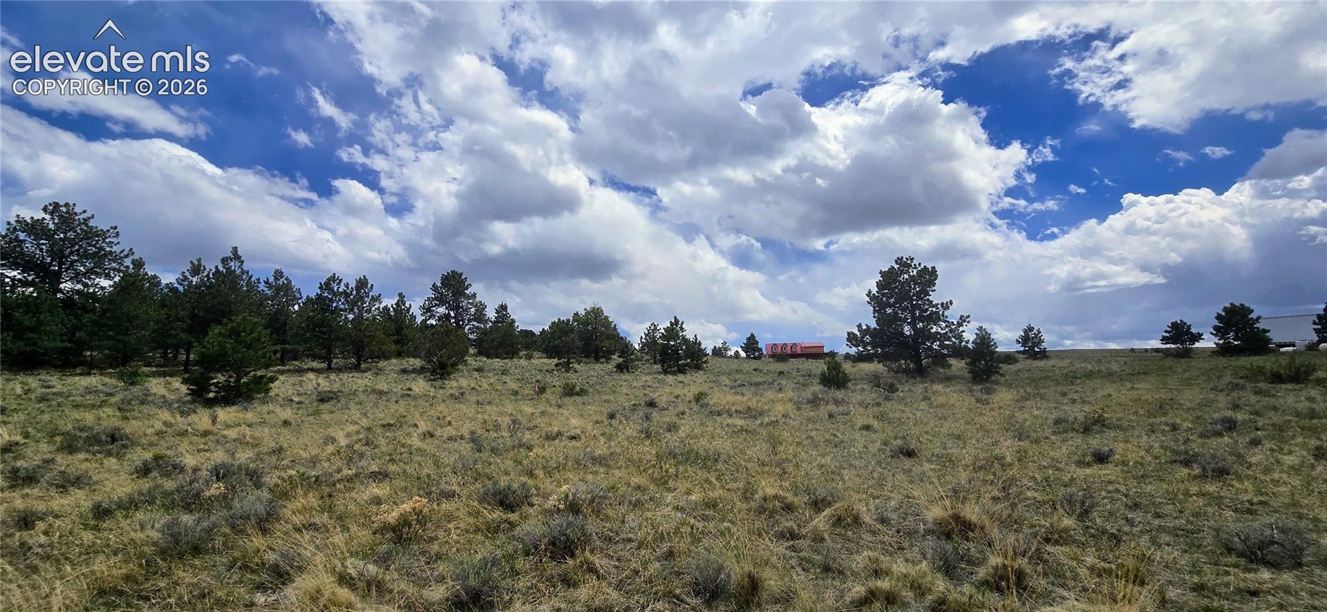 Expansive lot featuring natural grasses and scattered evergreen trees