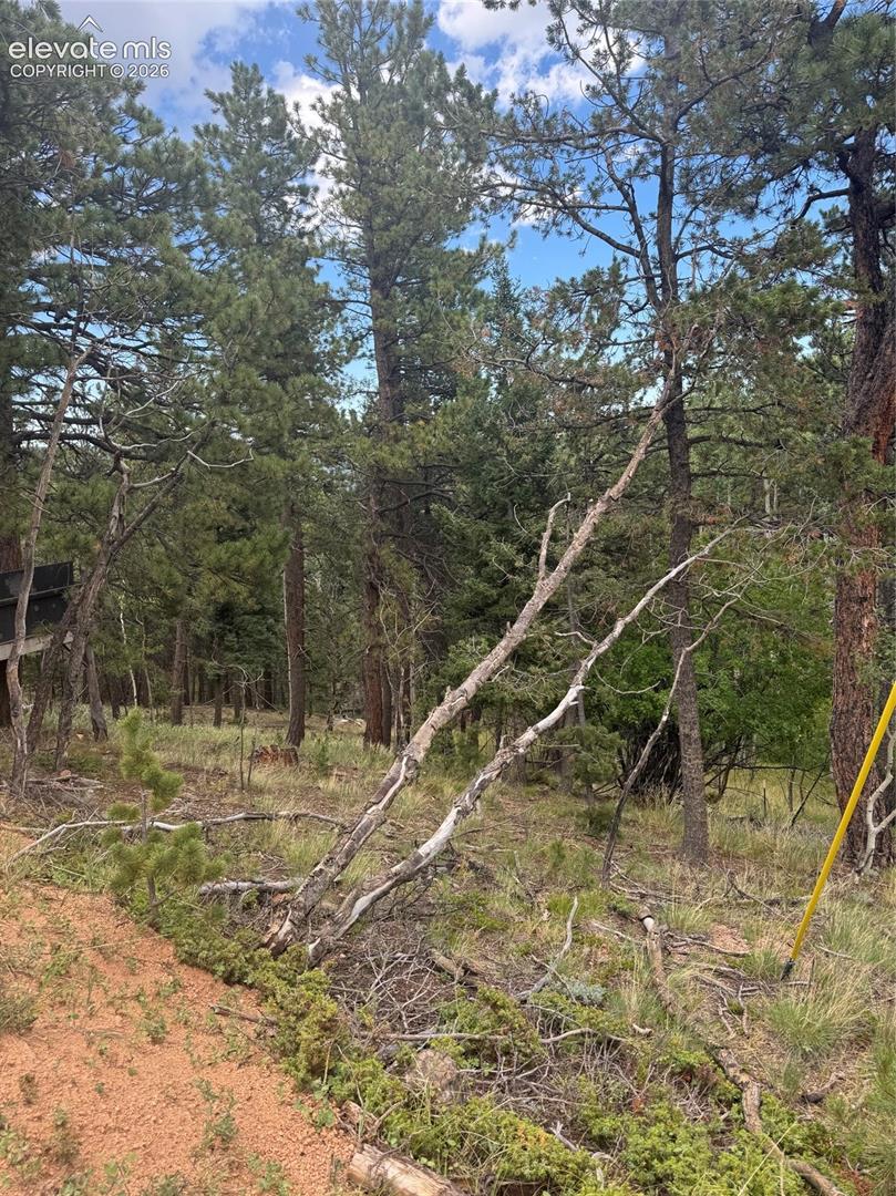 Natural wooded surroundings with mature evergreen trees and varied ground cover