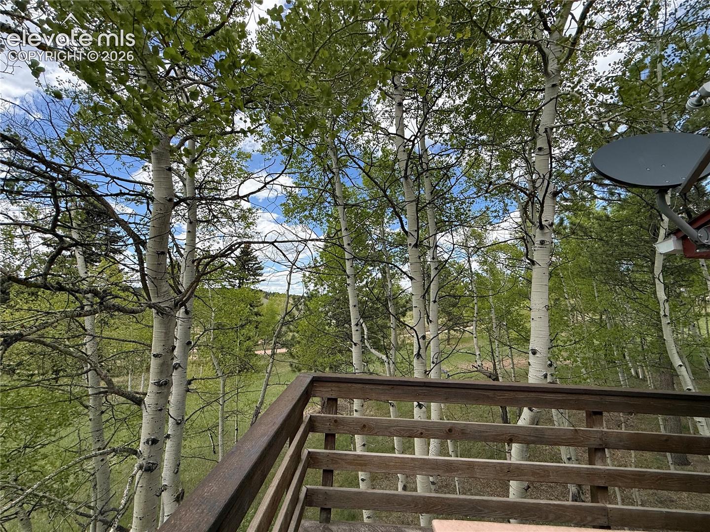 Aspen Grove