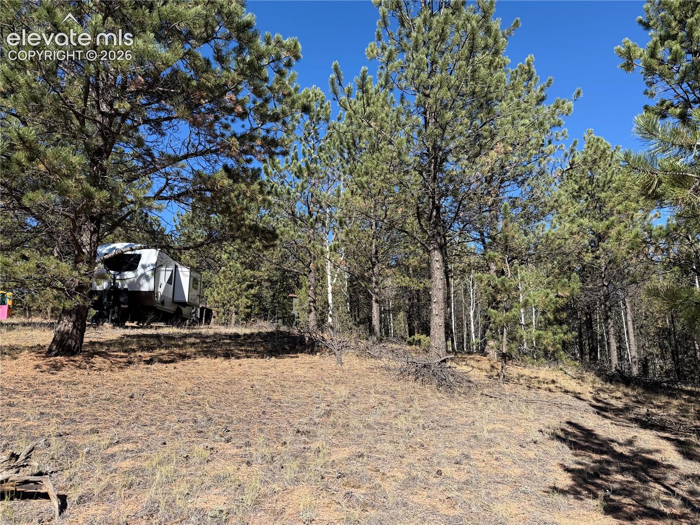 Sloped terrain featuring mature pine trees and natural brush covering