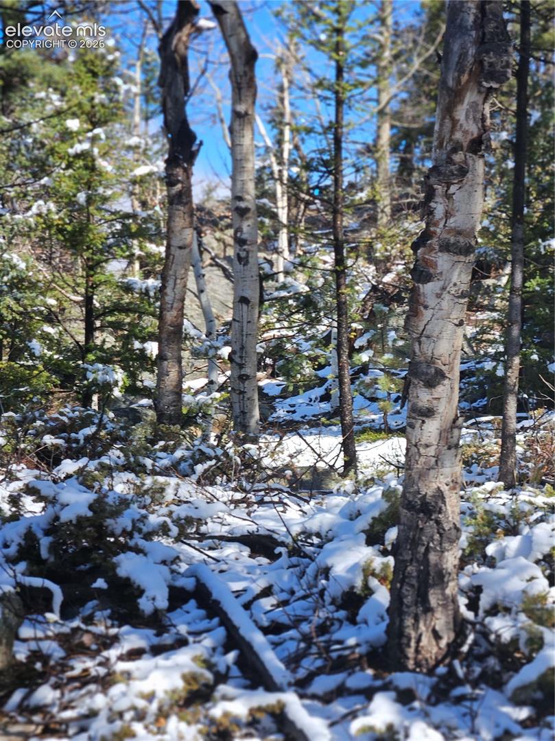 Wooded parcel featuring mature birch and pine trees with natural topography and seasonal snow cover