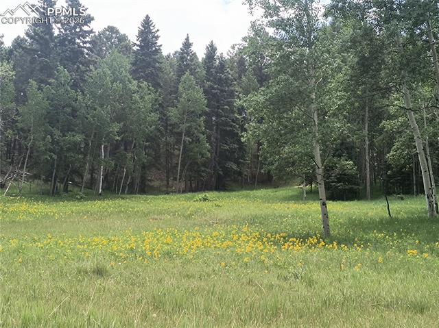 View of local wilderness