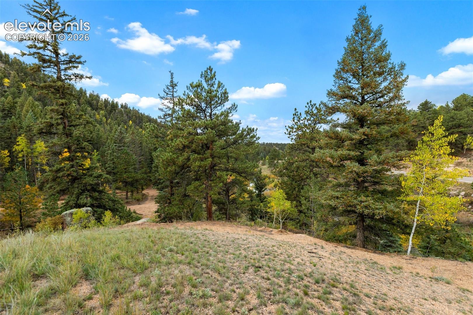 Forested terrain with mature evergreen trees and scattered deciduous trees