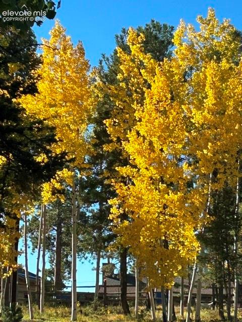 Mature grove of deciduous and coniferous trees featuring golden autumn foliage