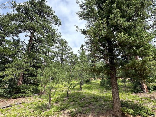Mature trees!