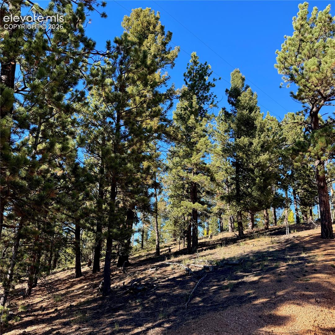 Sloping terrain featuring dense evergreen trees