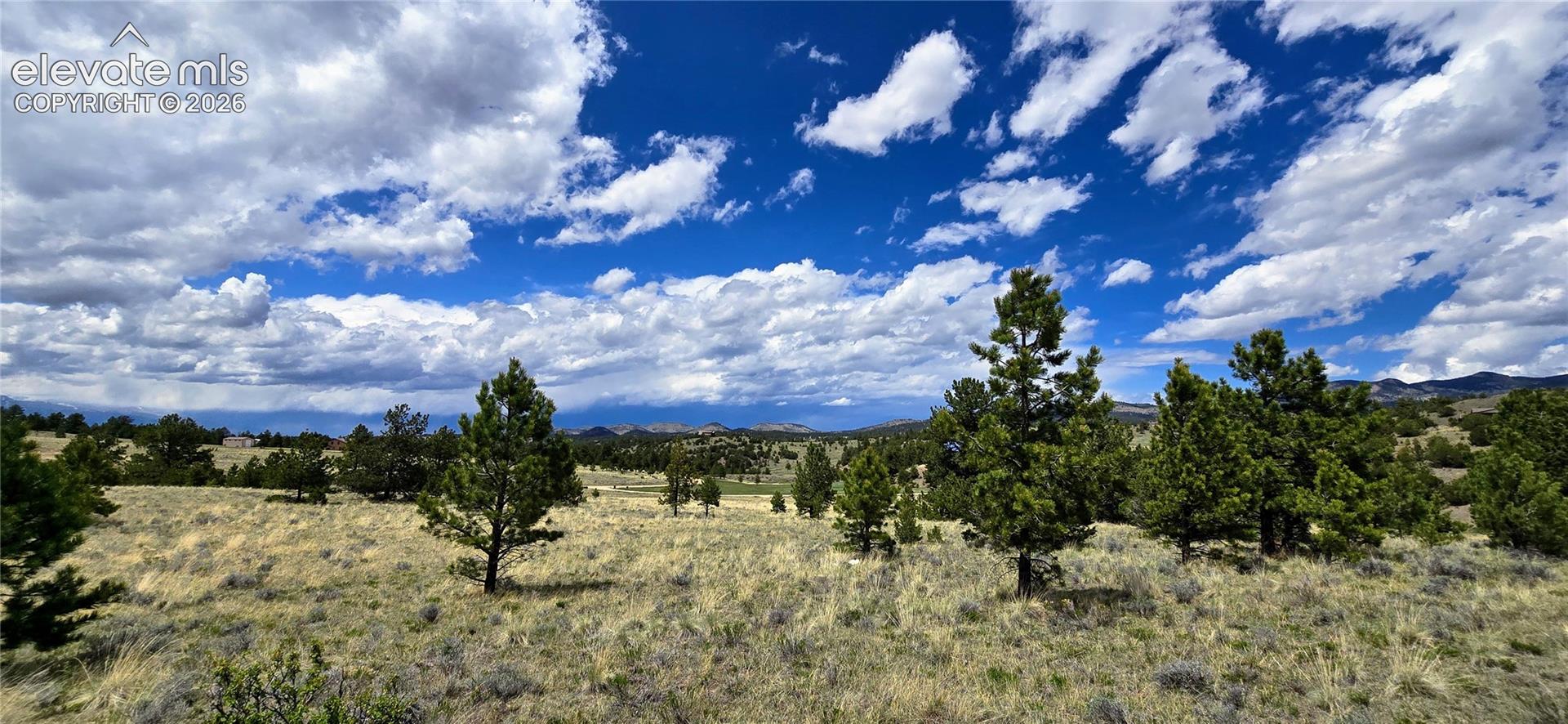 Expansive natural landscape featuring scattered evergreen trees and varied terrain