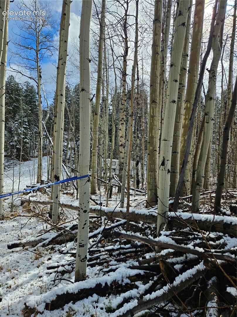 Wooded lot featuring a dense stand of mature aspen trees and native evergreen forest