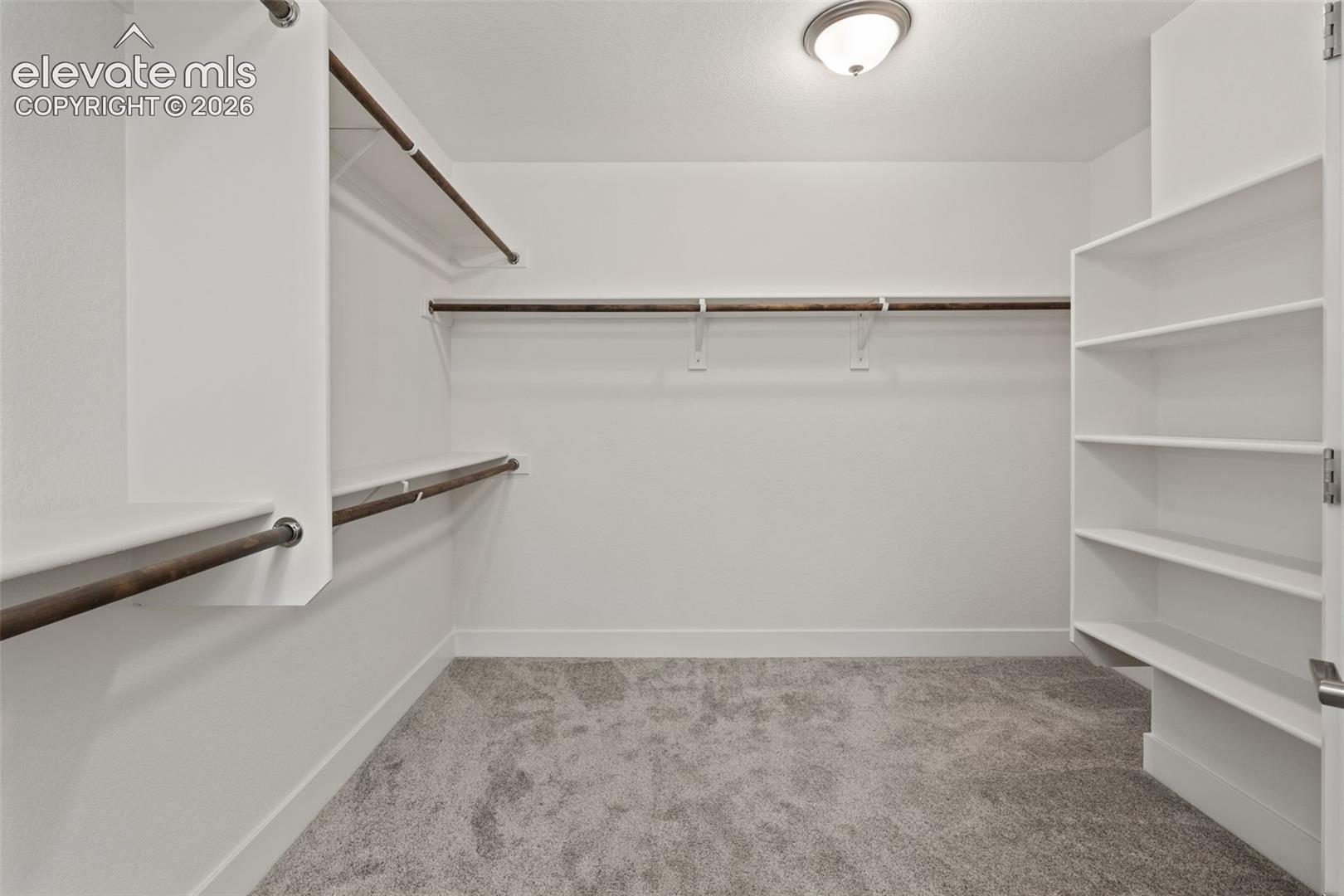Walk-in closet featuring carpet flooring, built-in shelving, and multiple clothing rods