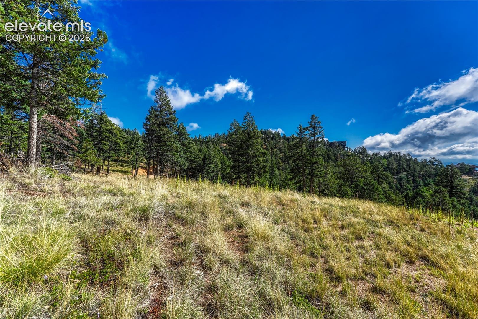 Open meadow