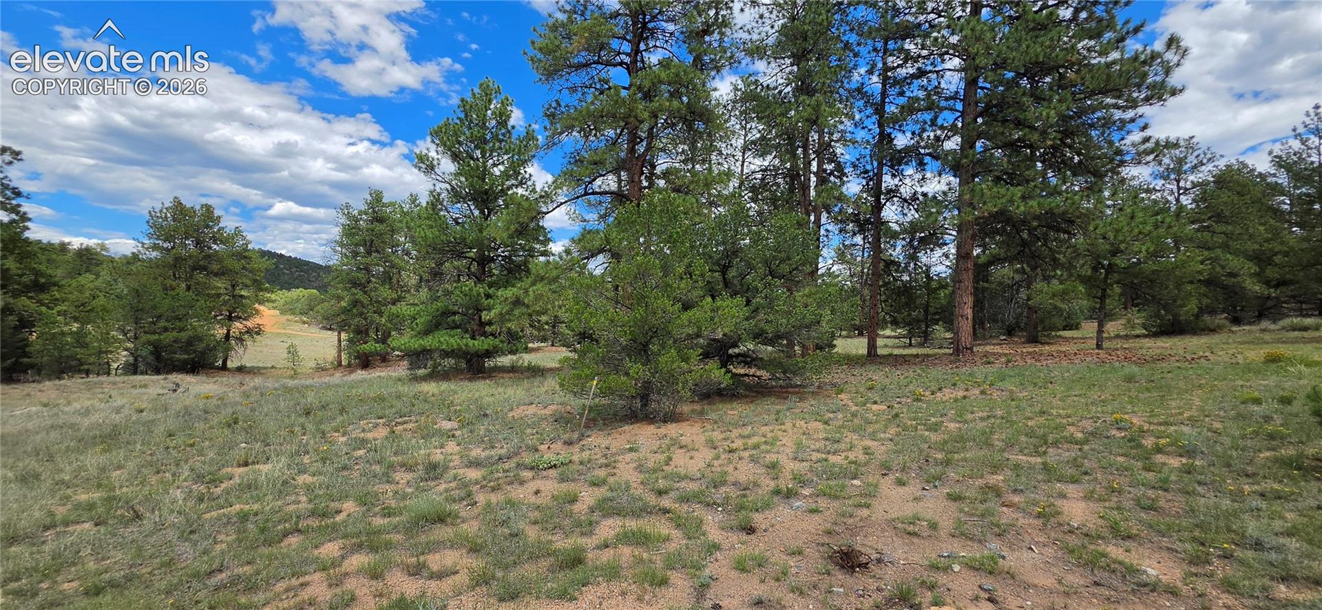 Expansive treed lot featuring mature pine trees and natural ground cover