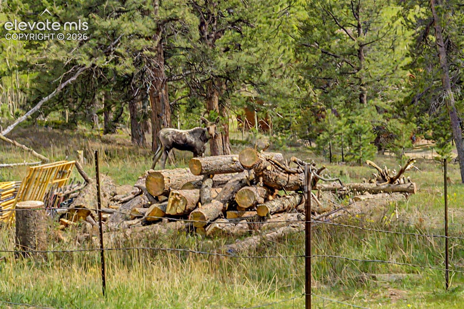 Wildlife are abundant out here.