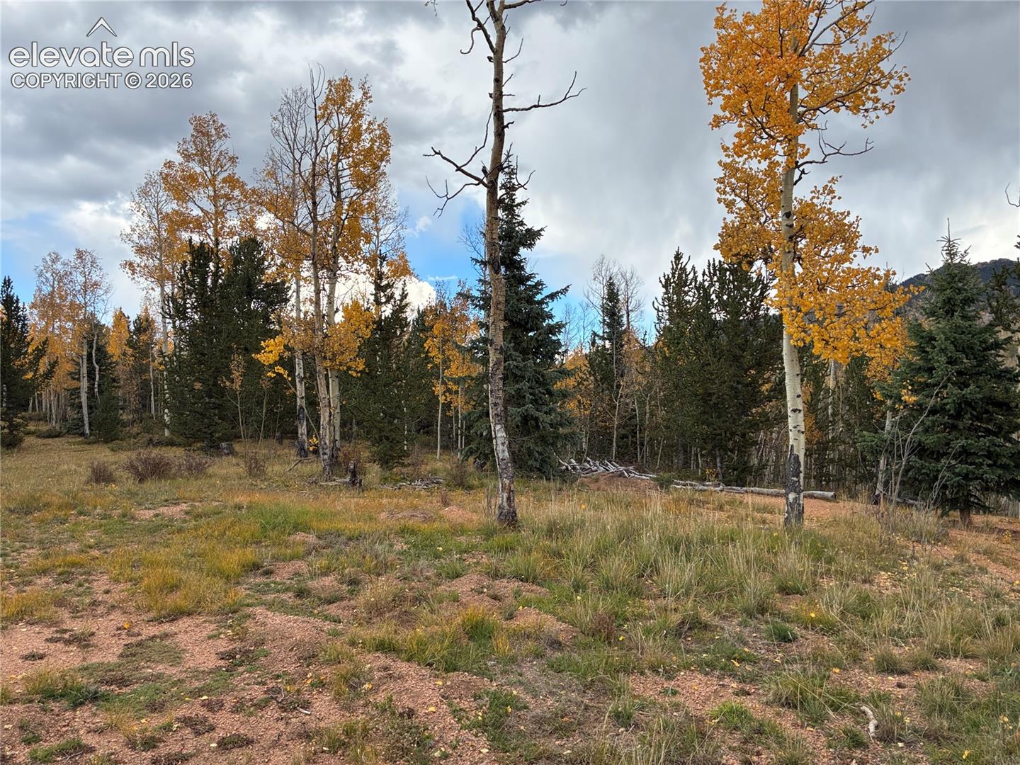 Expansive acreage featuring native grasses, mature deciduous trees, and coniferous evergreens