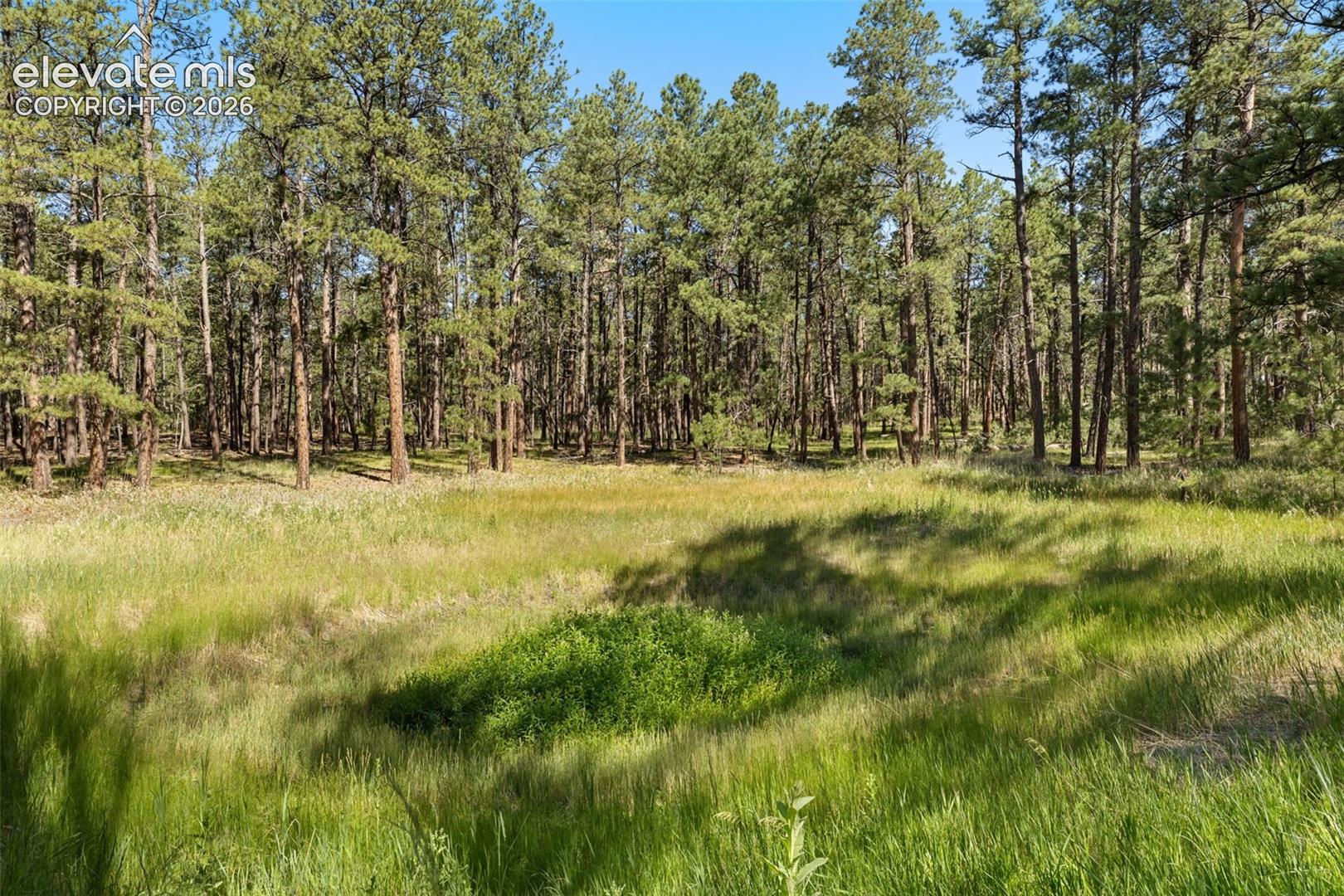 Old pond bed area. 