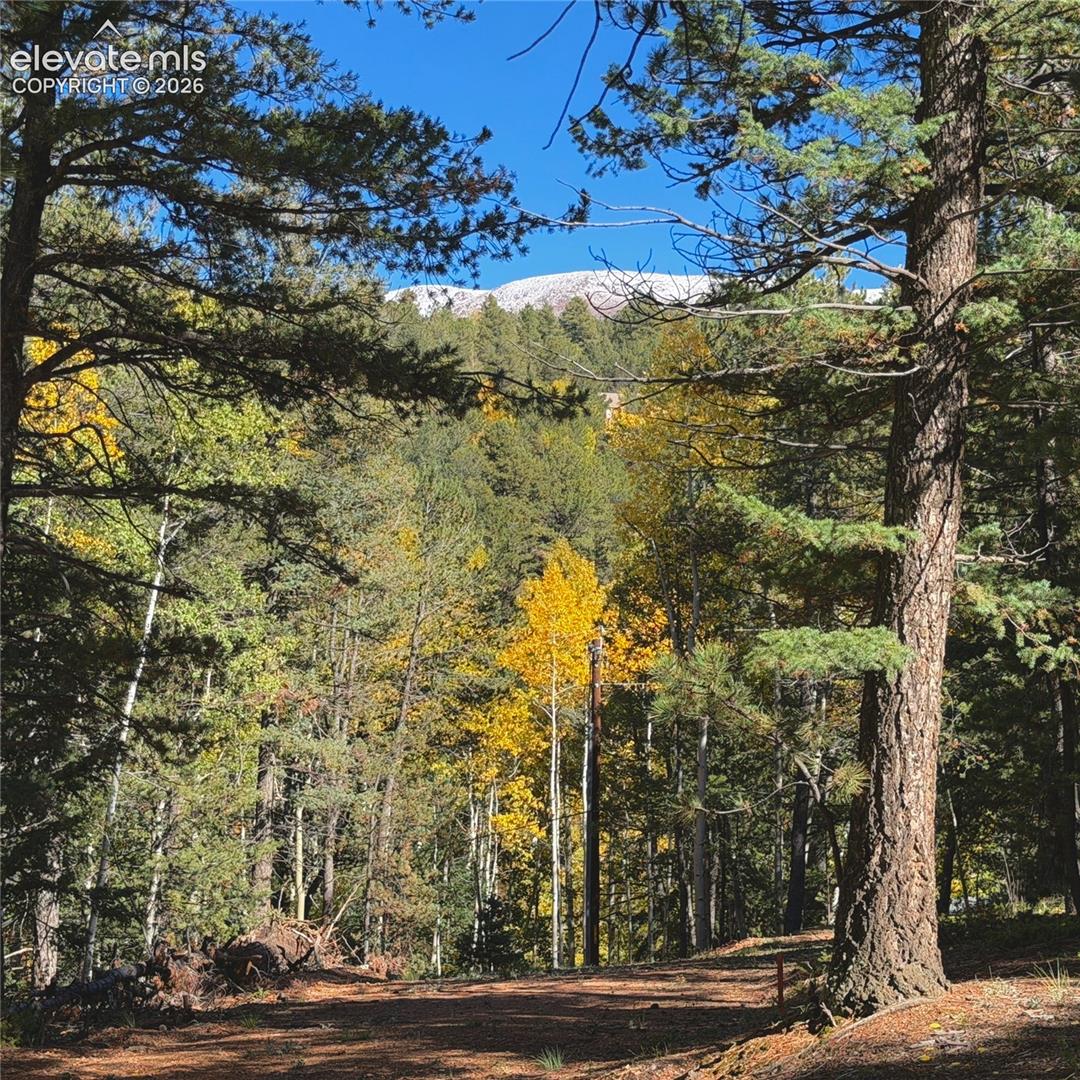 Expansive natural landscape featuring a mix of evergreen and deciduous trees, a dirt path, and a mountain backdrop