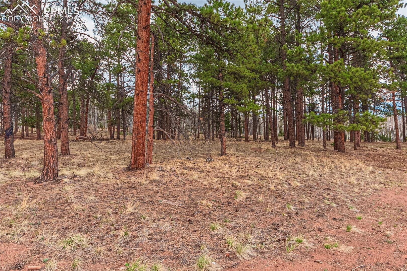 Photo 9 of 1290 Firestone Drive, Woodland Park