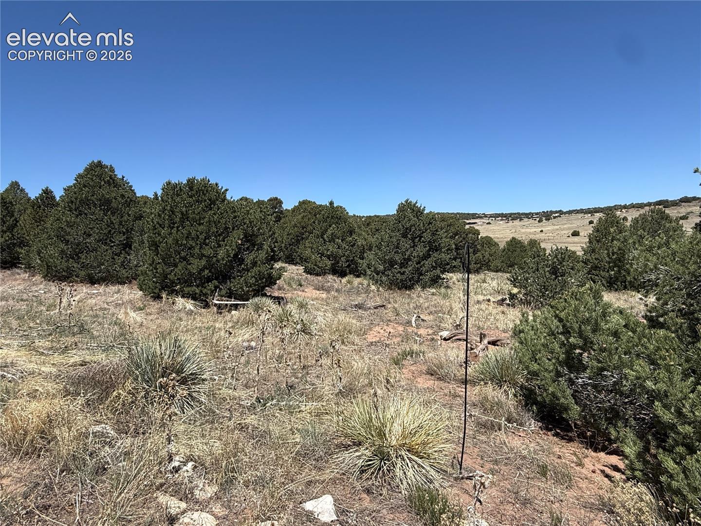 Expansive natural landscape featuring rolling topography, mature evergreen trees, native desert vegetation, and an open sky horizon