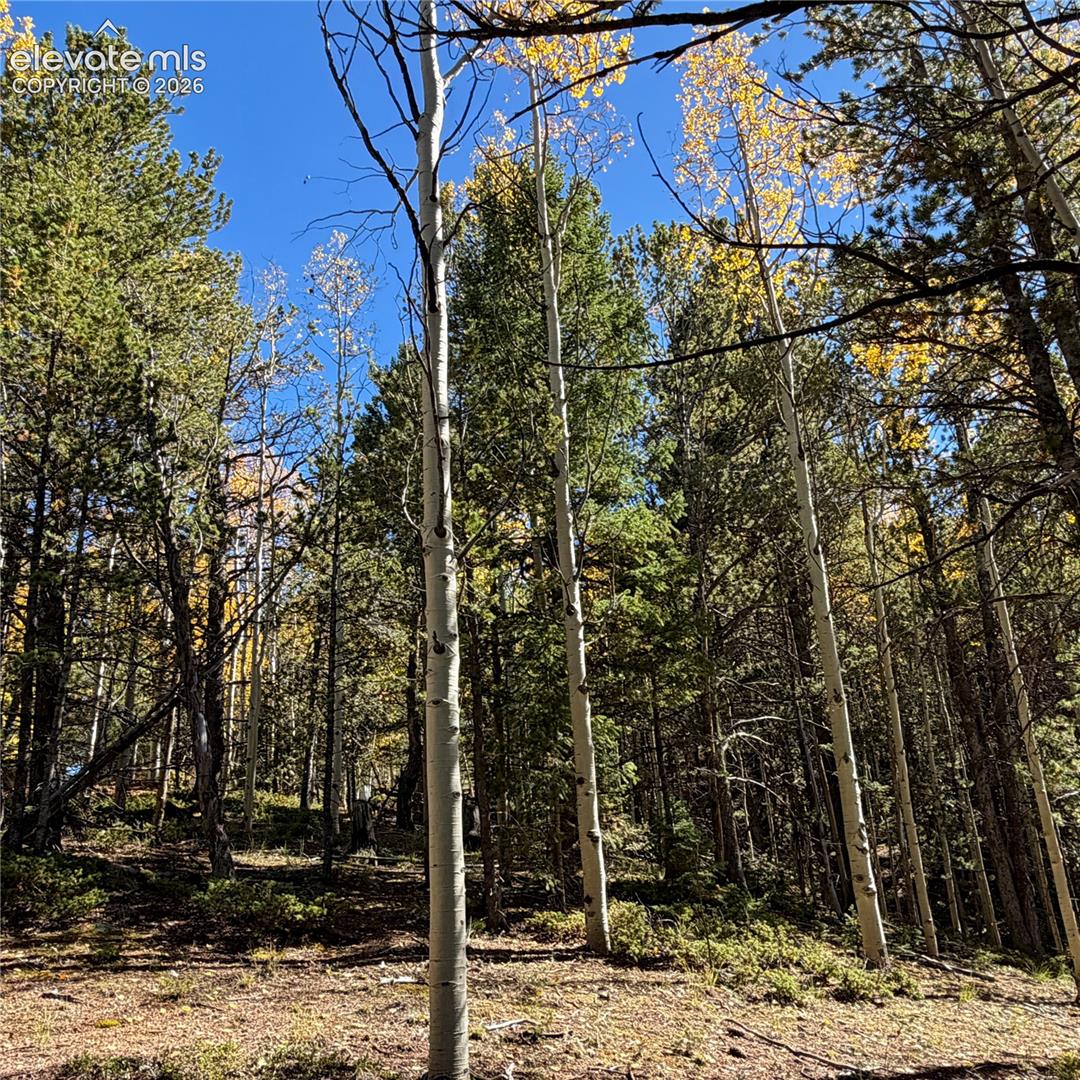 Photo 8 of 773 Timber Ridge Road, Divide