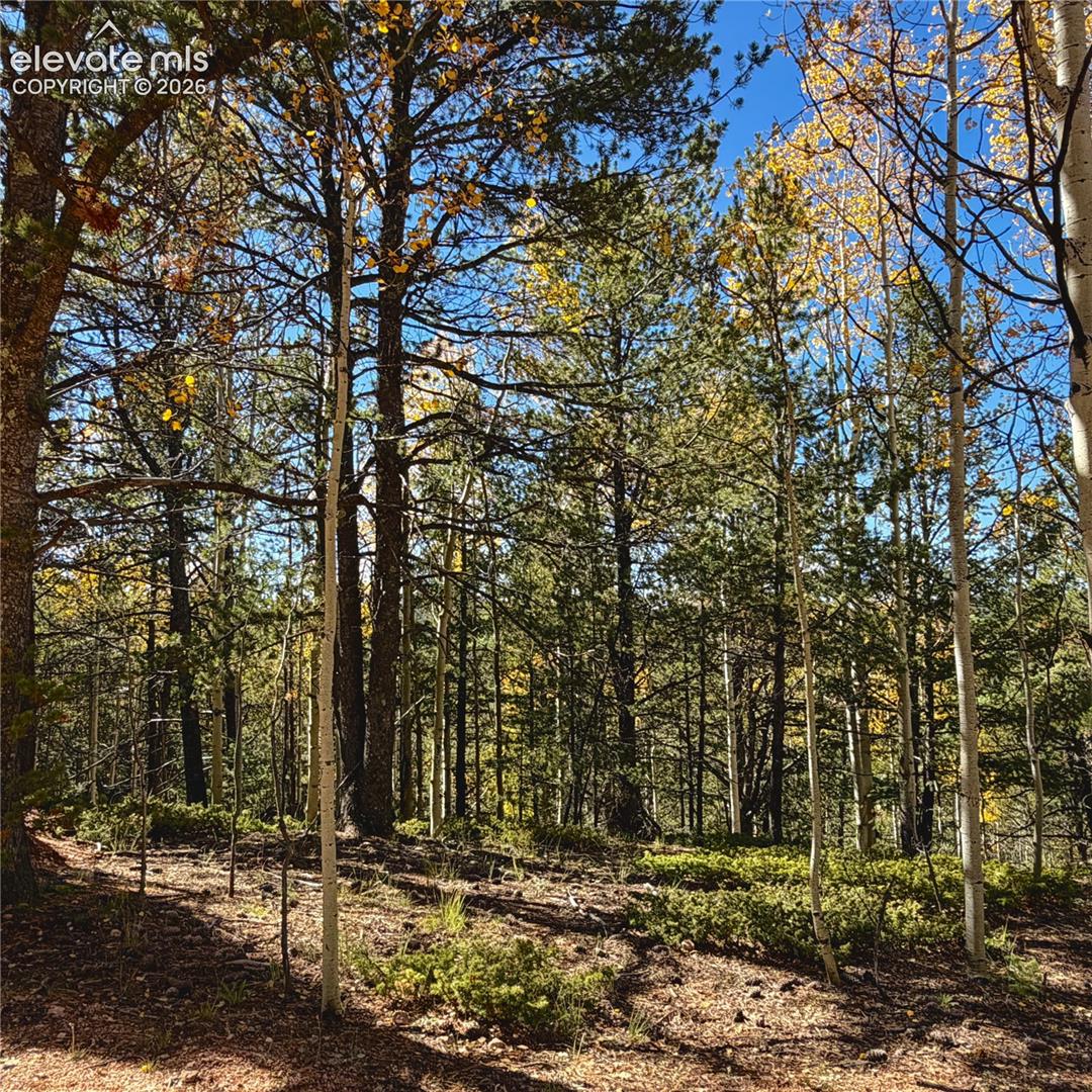 Photo 12 of 773 Timber Ridge Road, Divide