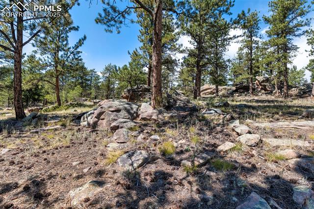Mature pines and rock formations. 