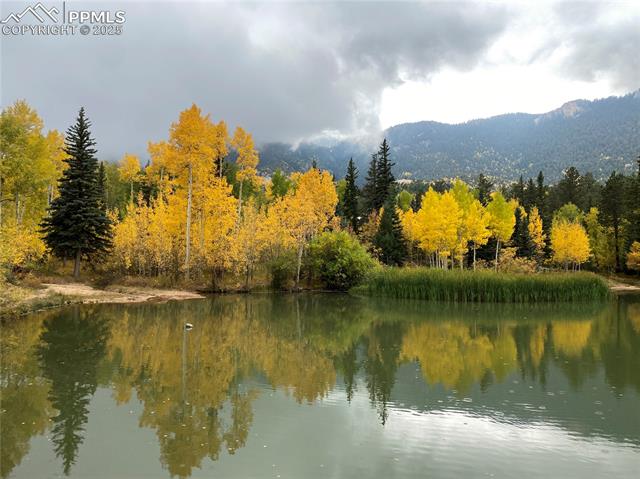 Stocked trout pond that doubles as an ice rink in the Winter!