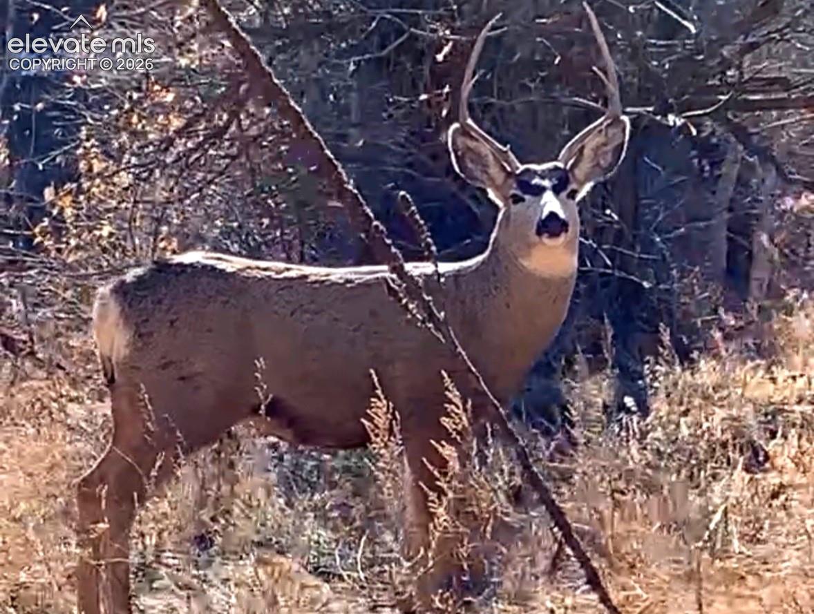 buck on the property