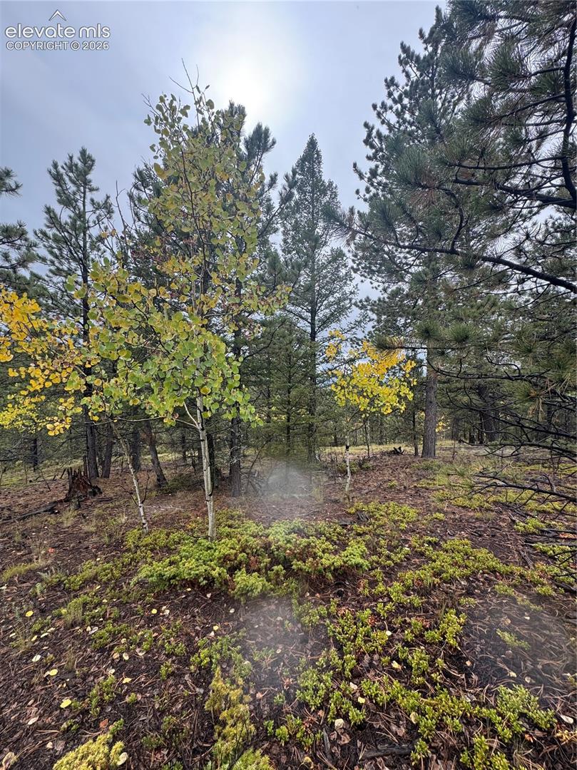Mature trees and natural ground cover