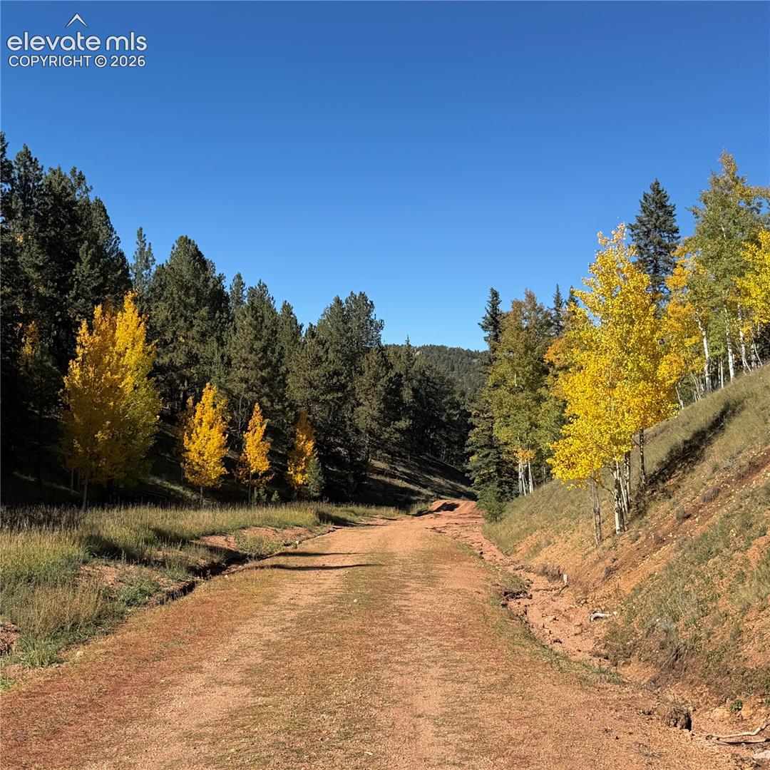 Gravel road with natural landscaping, surrounded by mature evergreen trees and vibrant deciduous trees