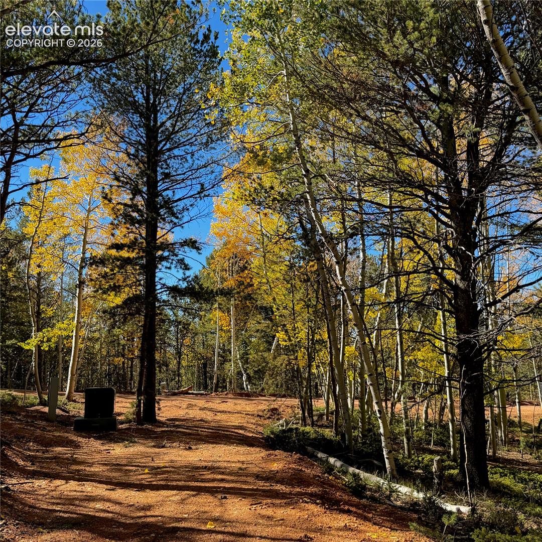 Mature trees with deciduous and evergreen foliage, natural ground cover, and a clear sky