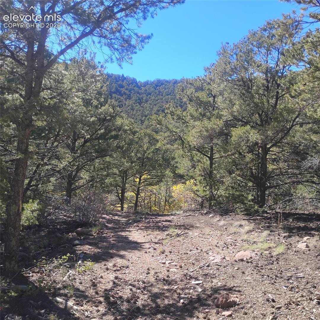 Expansive wooded lot featuring mature evergreen trees and mountain terrain