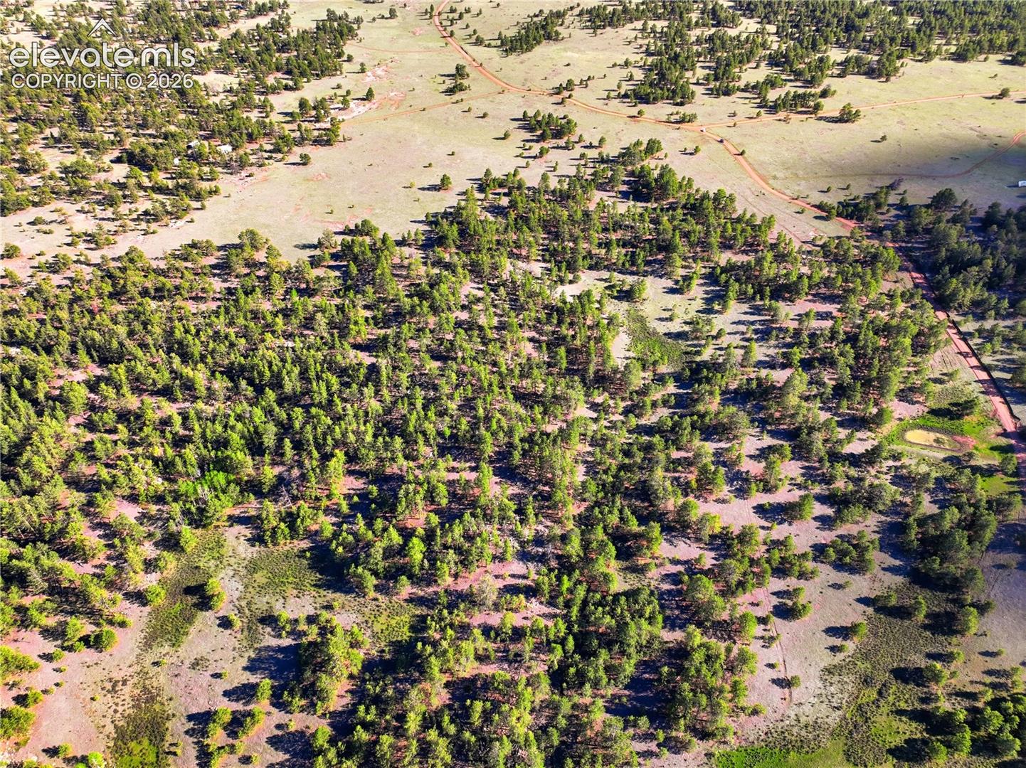 Expansive natural landscape with scattered evergreen trees and open ground
