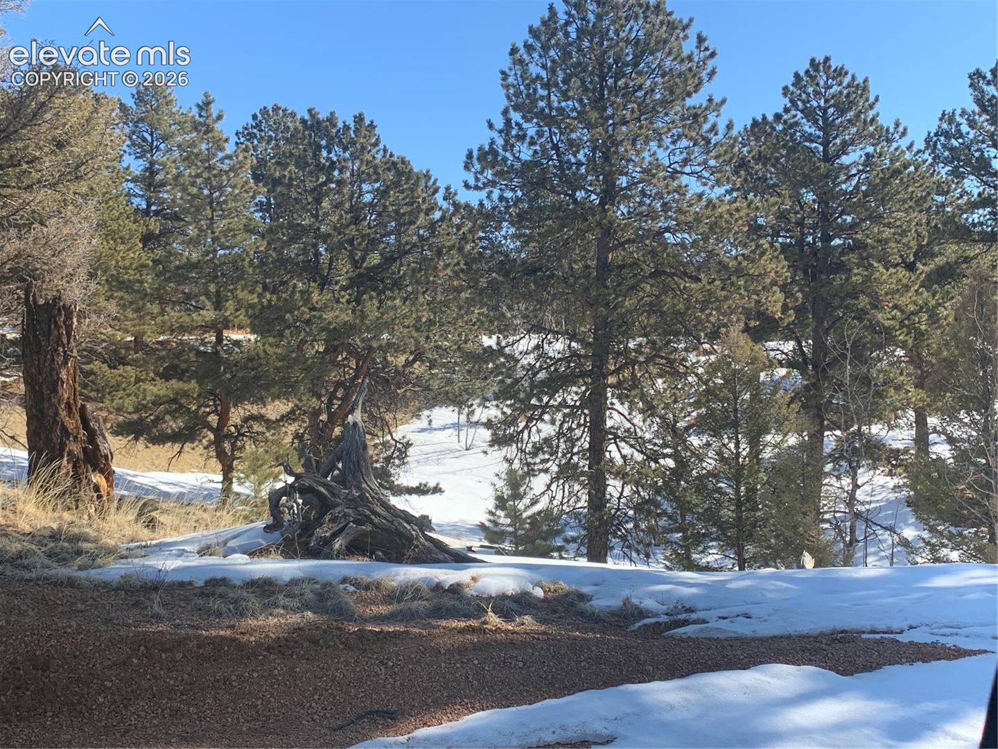 Expansive lot featuring mature evergreen trees, native landscaping, and natural terrain
