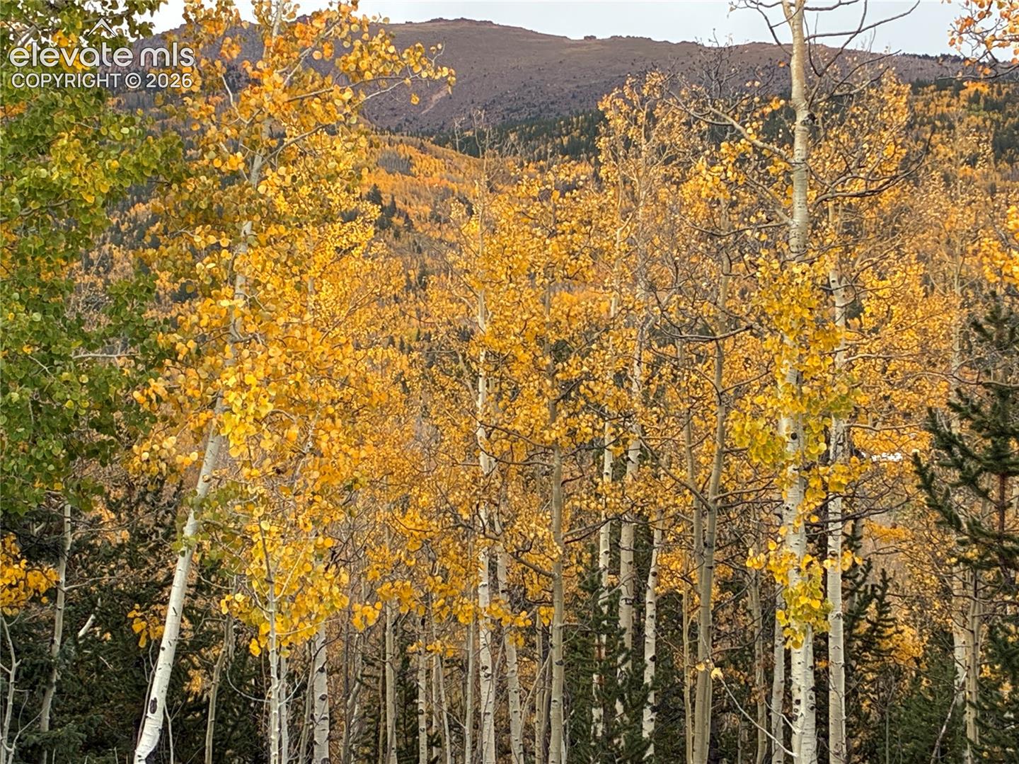 Wooded acreage featuring mature aspen trees and mountain backdrop