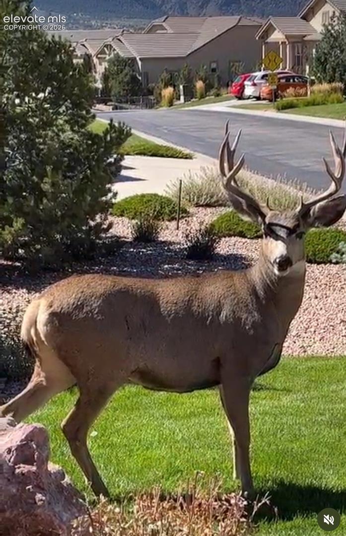 Deer in front yard 