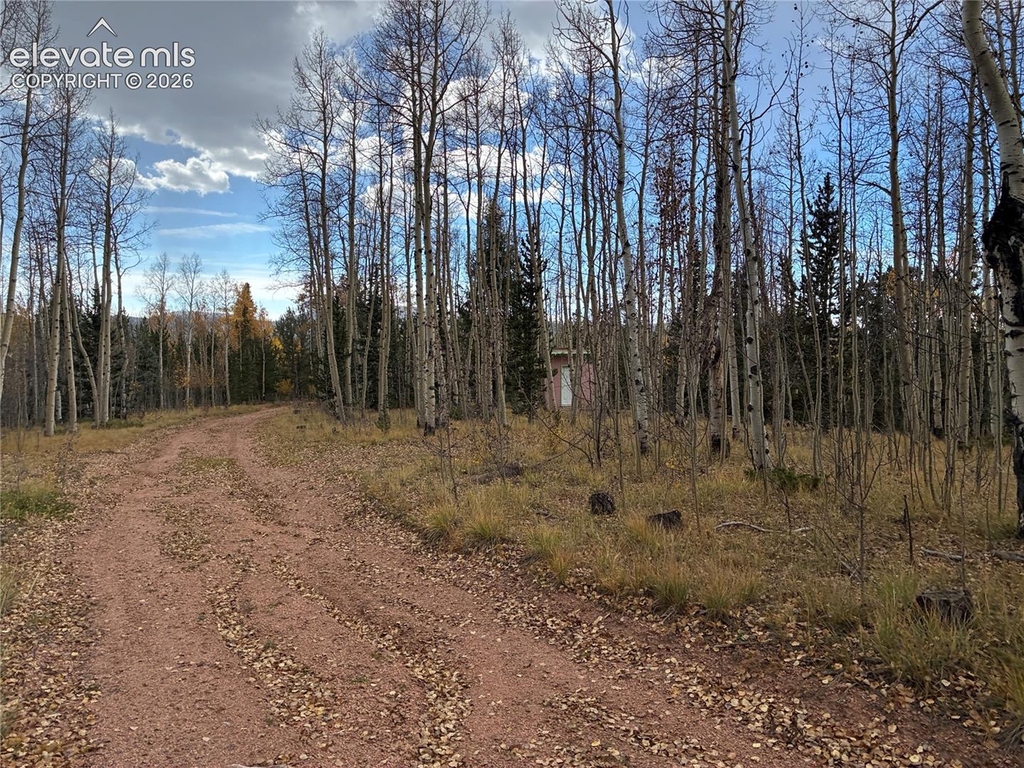 Natural landscape featuring native deciduous trees, evergreen pine trees, and an unpaved earthen access path