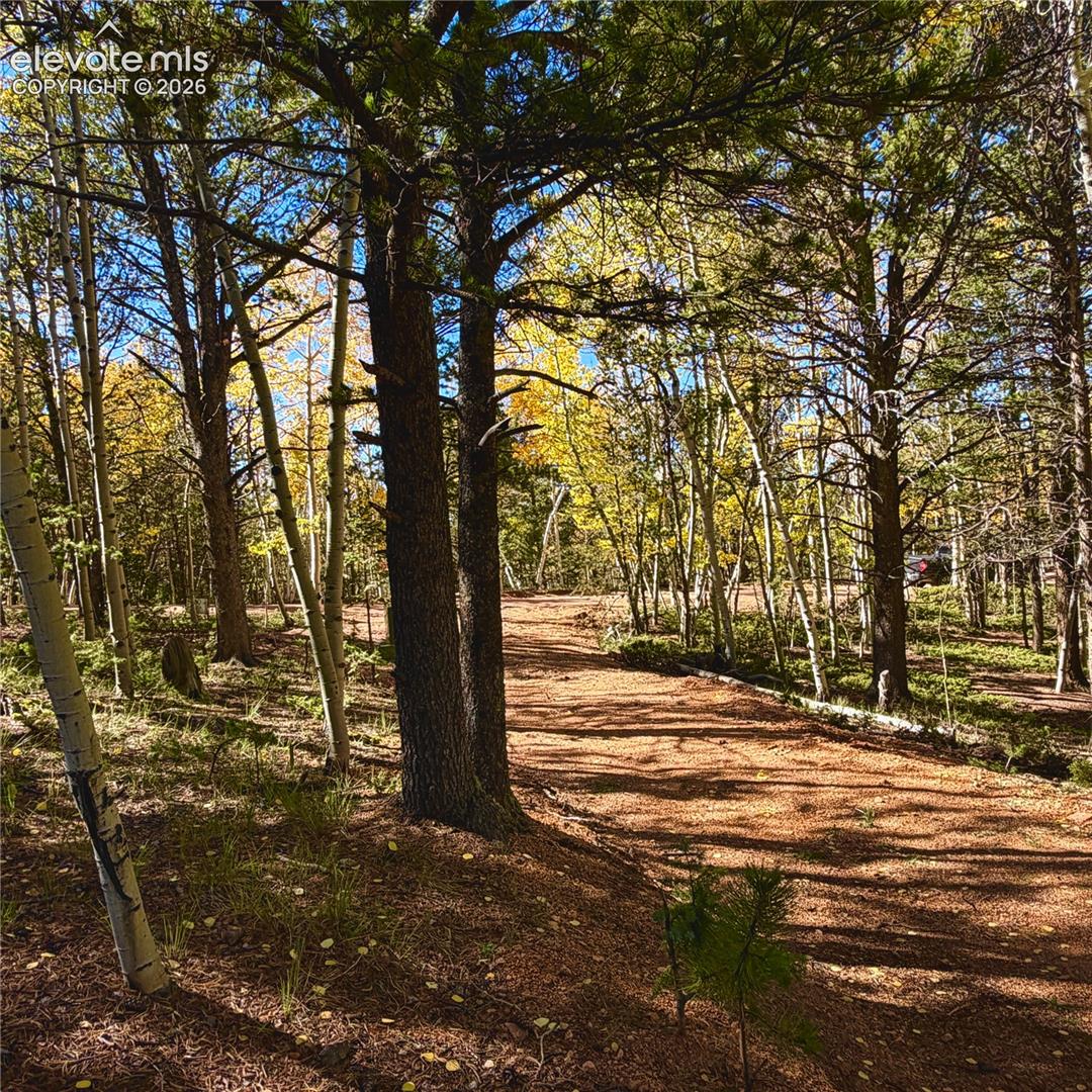 Wooded land with mature trees and a clear pathway, featuring diverse foliage and natural ground cover