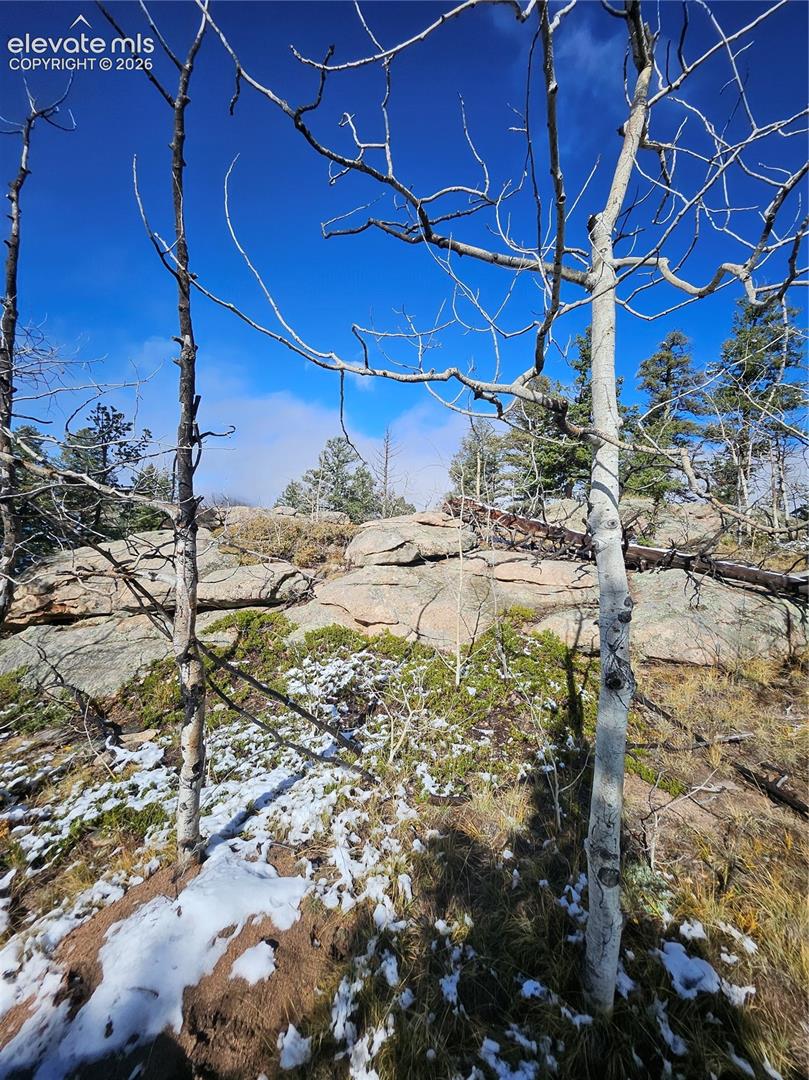 Natural terrain featuring prominent rock outcroppings, mature evergreen trees, and native deciduous saplings