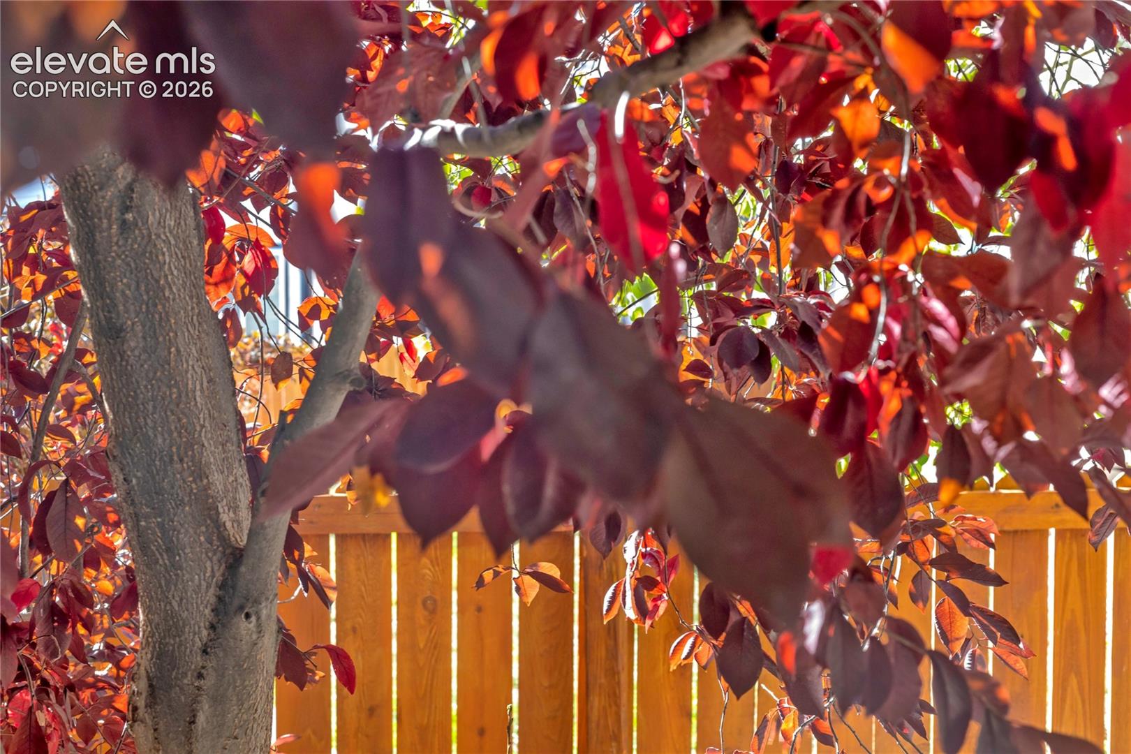 Brilliant red autumn foliage highlights the mature trees + established landscaping that bring seasonal color and character to the fenced backyard.