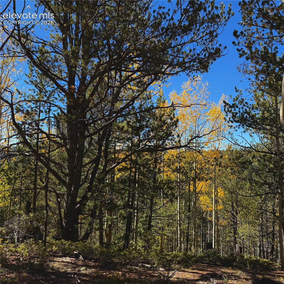 Photo 6 of 773 Timber Ridge Road, Divide